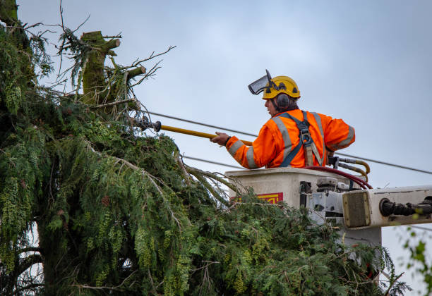 Best Tree and Shrub Care  in USA